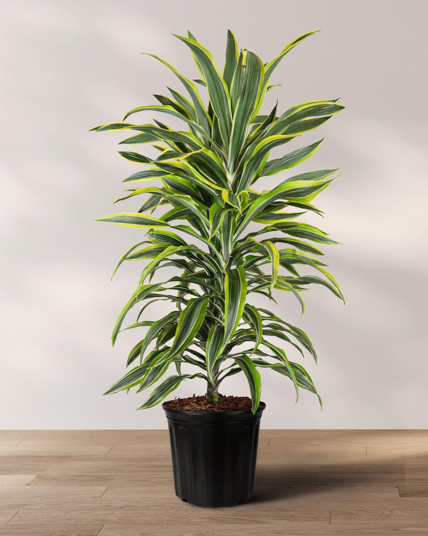 Dracaena Deremensis 'lemon Lime' Bush - View 3 from www redcrocus com