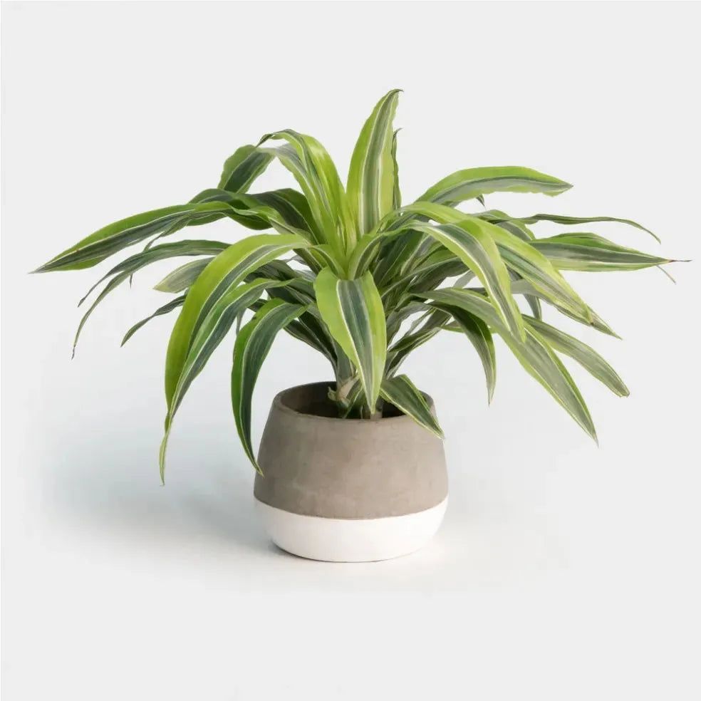 Dracaena Deremensis 'lemon Lime' Bush - View 5 from www redcrocus com