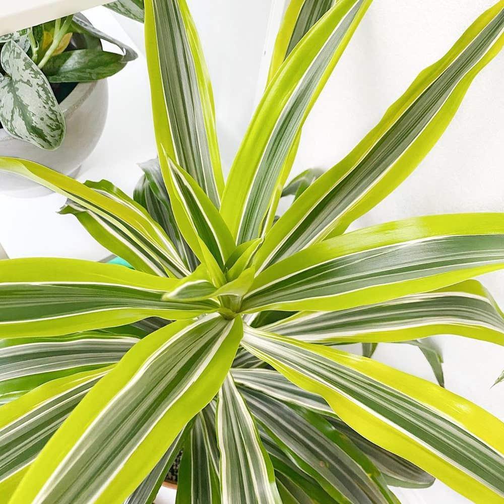 Dracaena Deremensis 'lemon Lime' Bush - View 7 from www redcrocus com