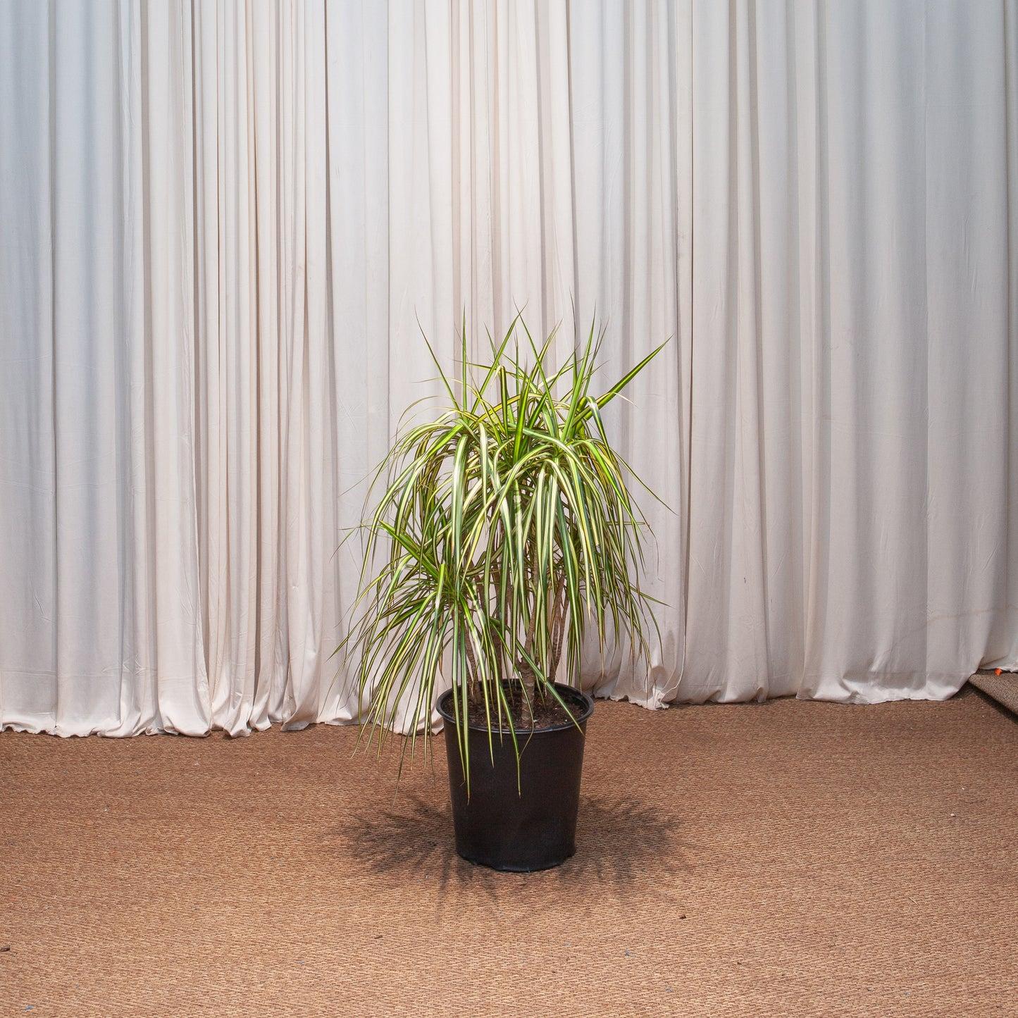 Dracaena Marginata 'kiwi' Bush - View 11 from www redcrocus com