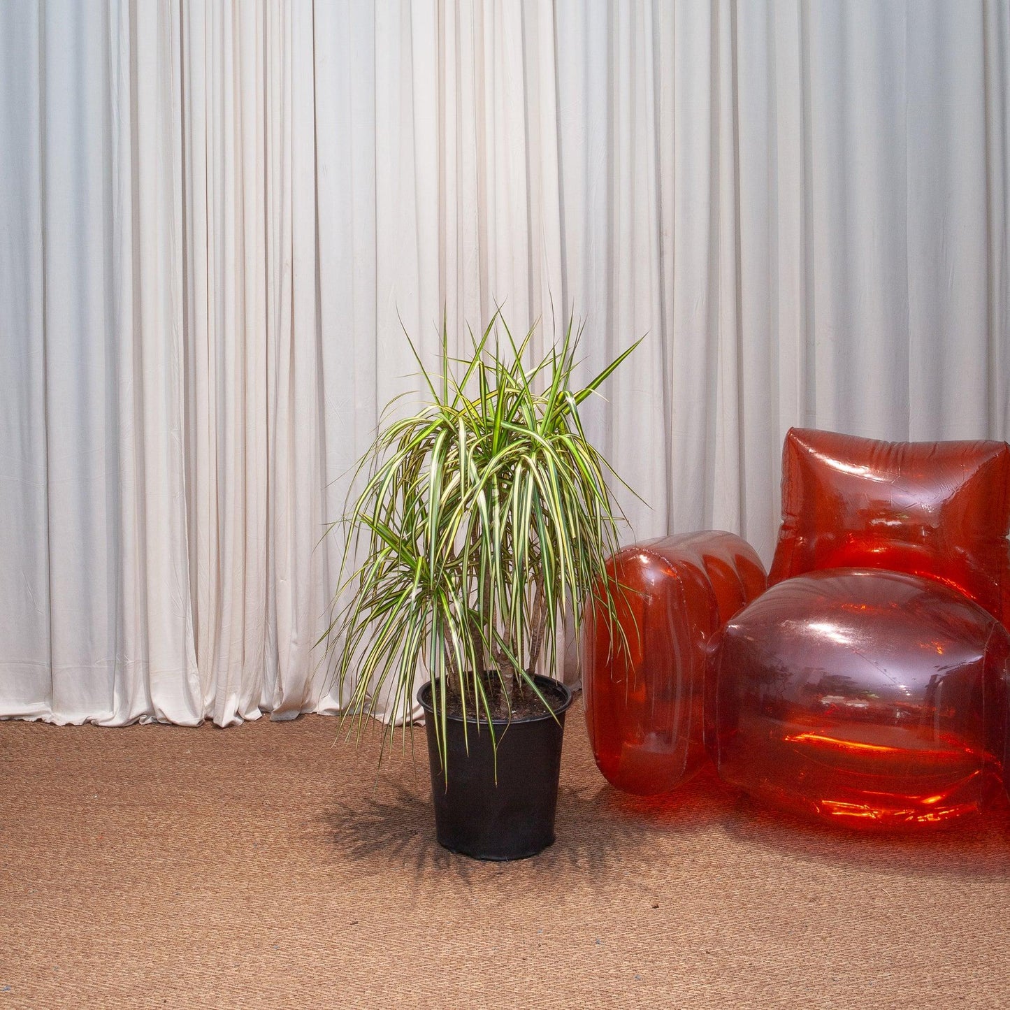 Dracaena Marginata 'kiwi' Bush - View 13 from www redcrocus com