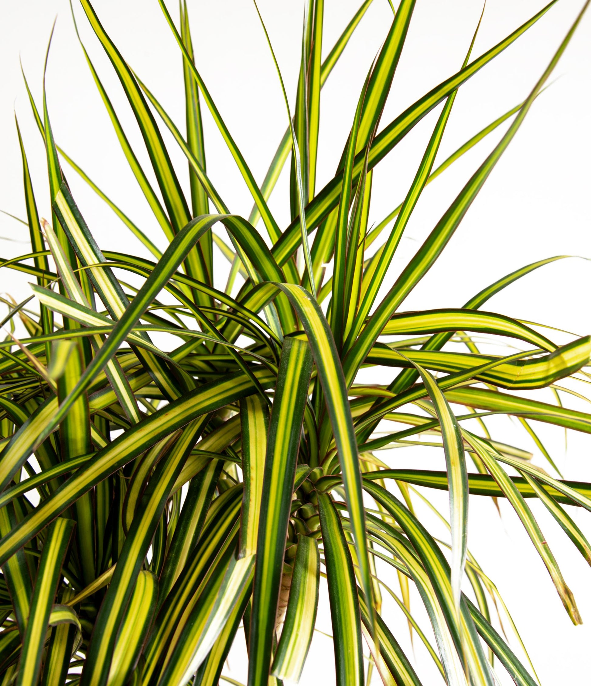 Dracaena Marginata 'kiwi' Bush - View 17 from www redcrocus com