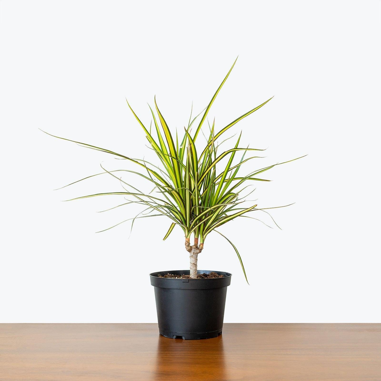 Dracaena Marginata 'kiwi' Bush - View 19 from www redcrocus com