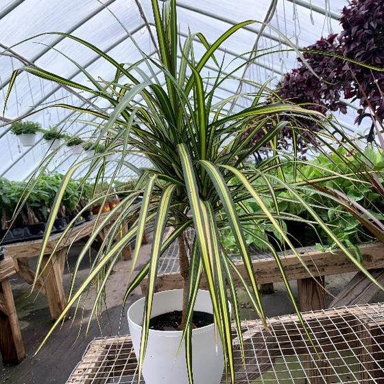 Dracaena Marginata 'kiwi' Bush - View 30 from www redcrocus com