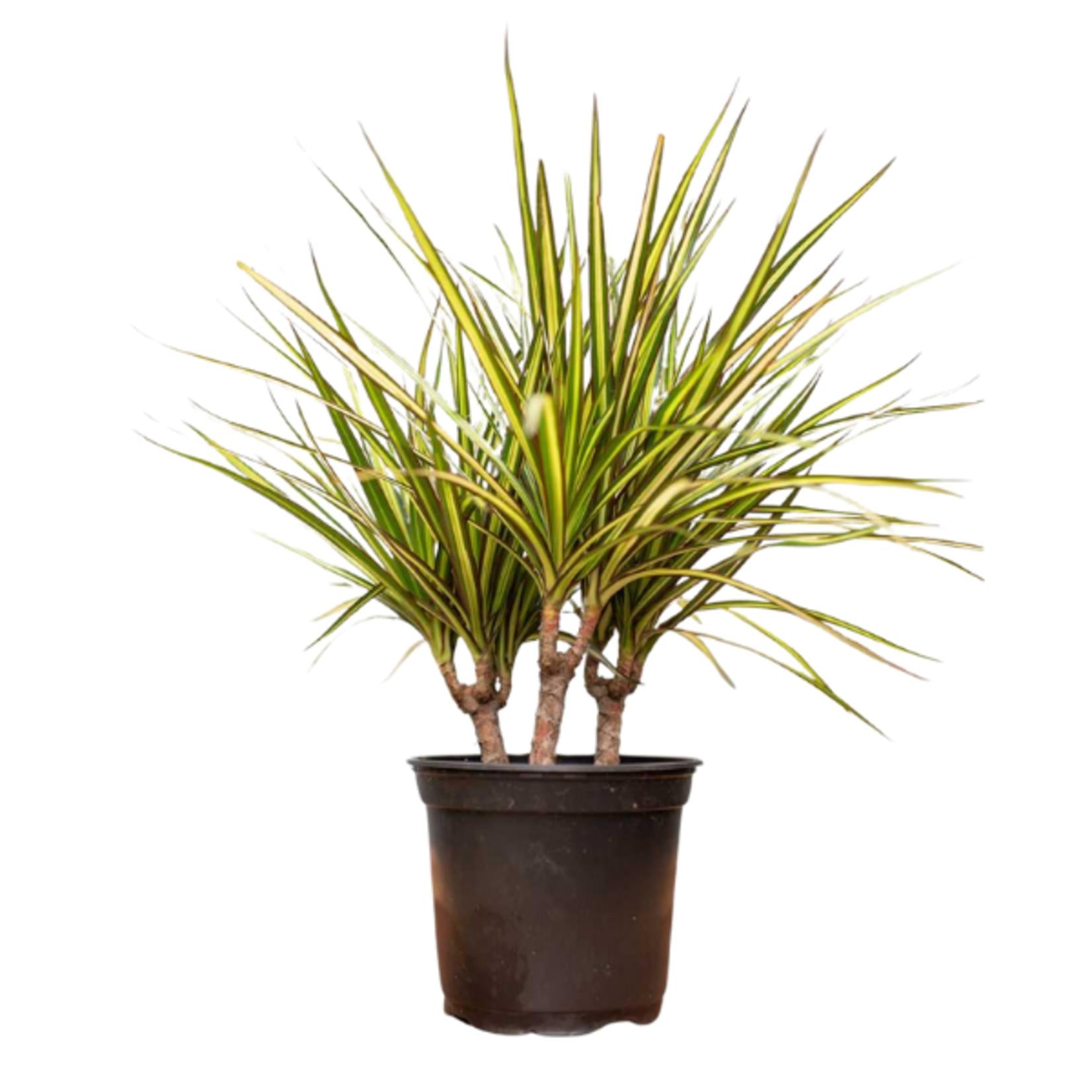 Dracaena Marginata 'kiwi' Bush - View 37 from www redcrocus com