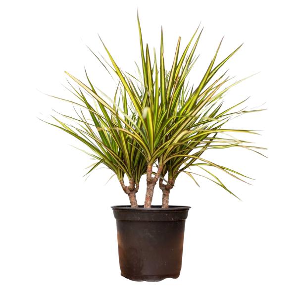 Dracaena Marginata 'kiwi' Bush - View 39 from www redcrocus com
