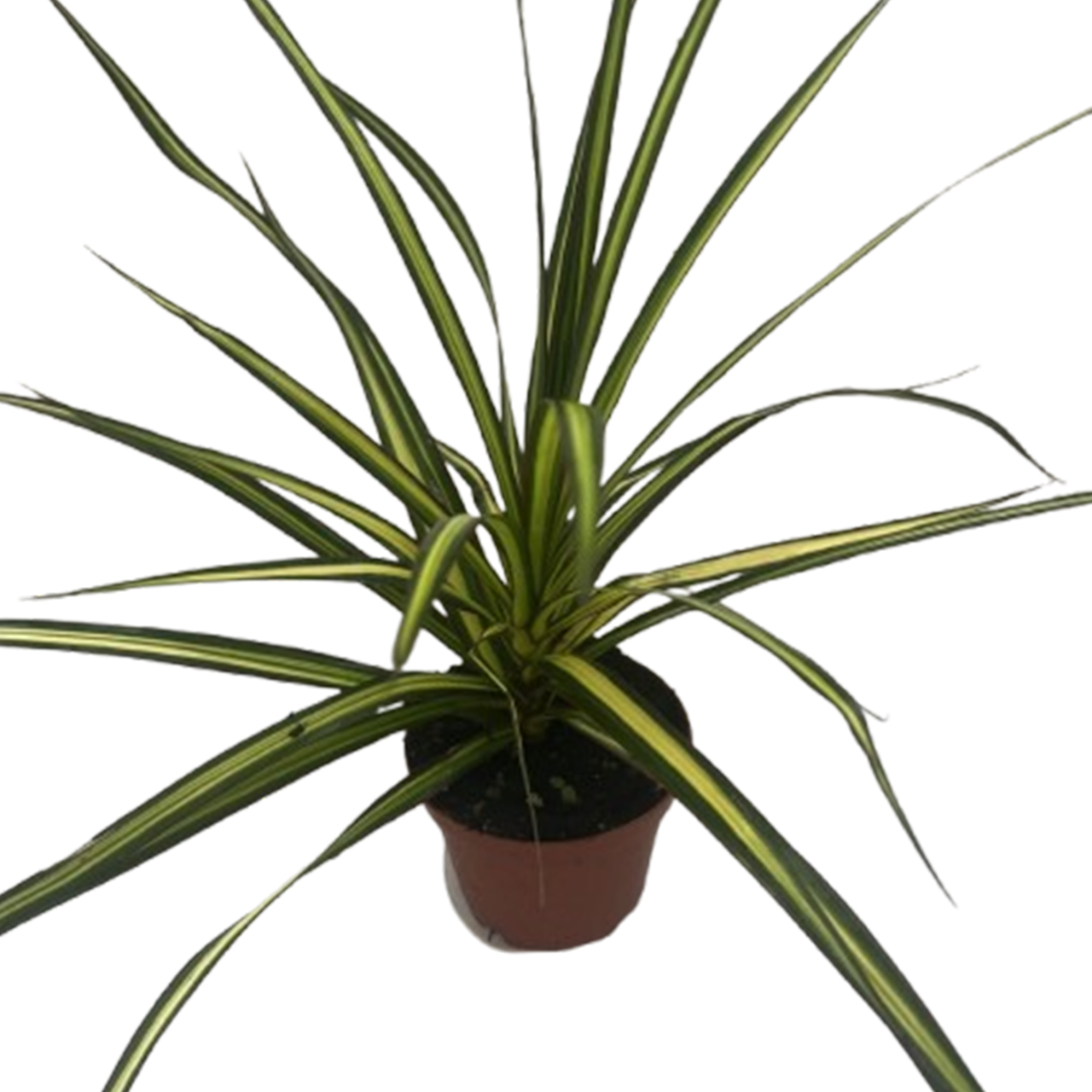 Dracaena Marginata 'kiwi' Bush - View 40 from www redcrocus com