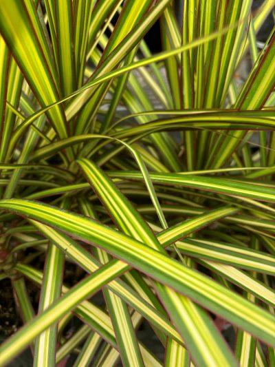 Dracaena Marginata 'kiwi' Bush - View 9 from www redcrocus com
