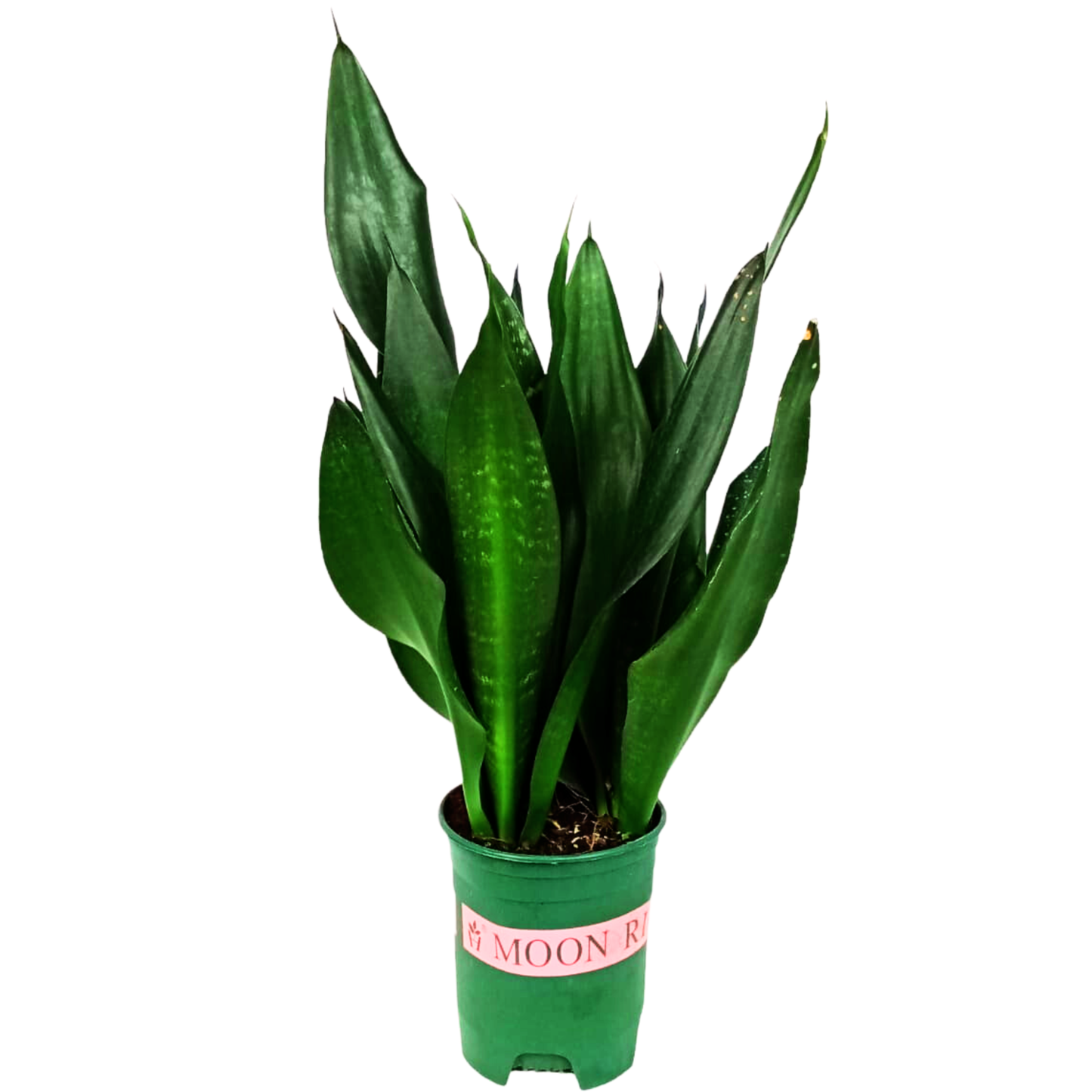 Sansevieria Trifasciata 27black Moon 27 11 B8a907dc 49a2 443f Bc6a B40b9e12a29c from www.redcrocus.com