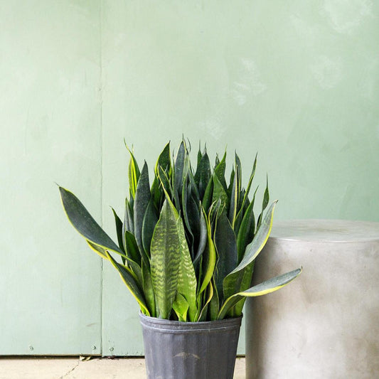 Sansevieria Trifasciata 27black Moon 27 13 B8b25447 C56e 4f1c B850 72536d532582 from www redcrocus com