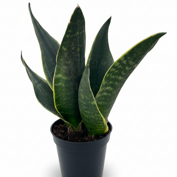Sansevieria Trifasciata 27black Moon 27 16 1a39df18 22a4 413c 8732 2acf5f5b79e6 from www redcrocus com