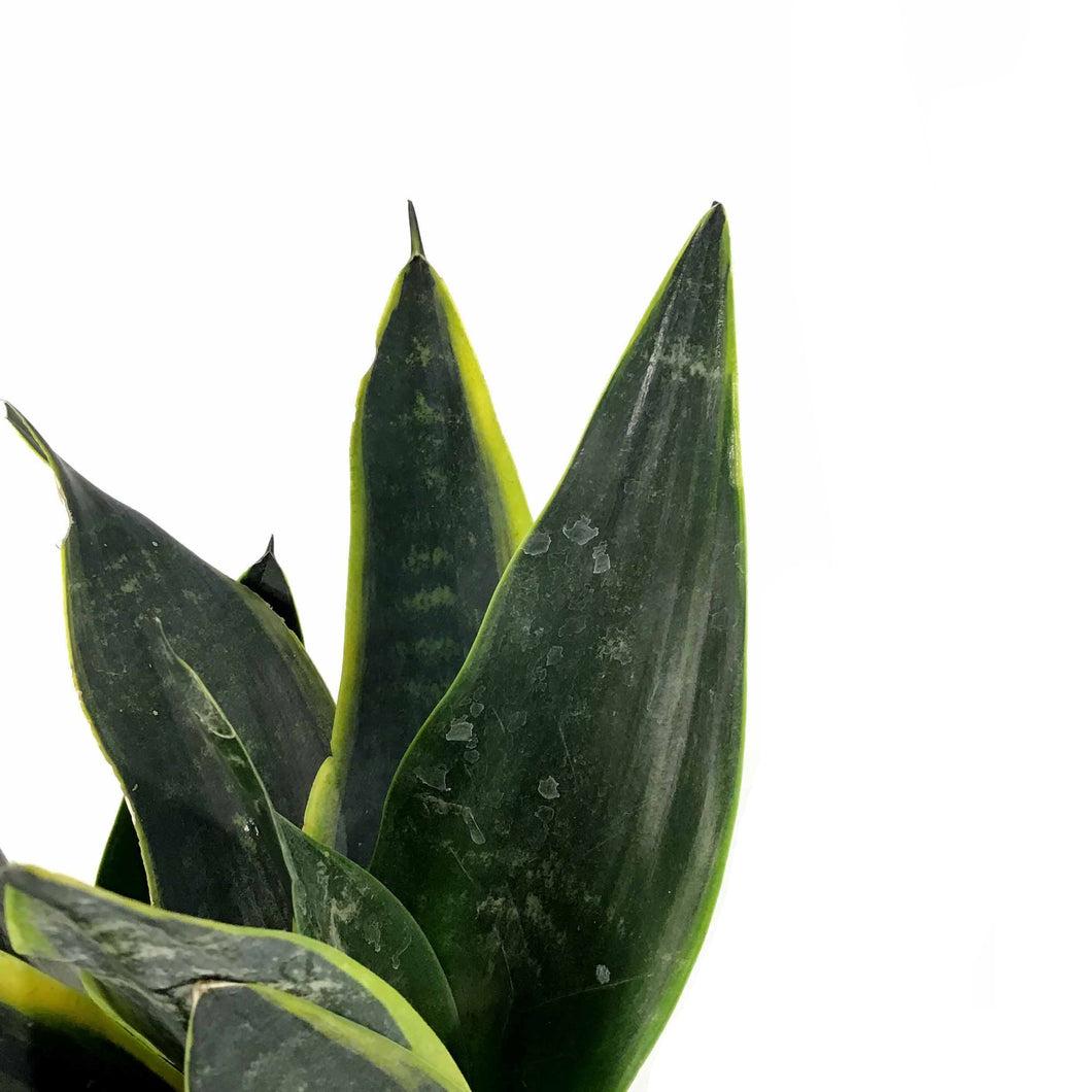 Sansevieria Trifasciata 27black Moon 27 18 9093b24d Db0f 477e 88d6 Cd361d8755af from www redcrocus com
