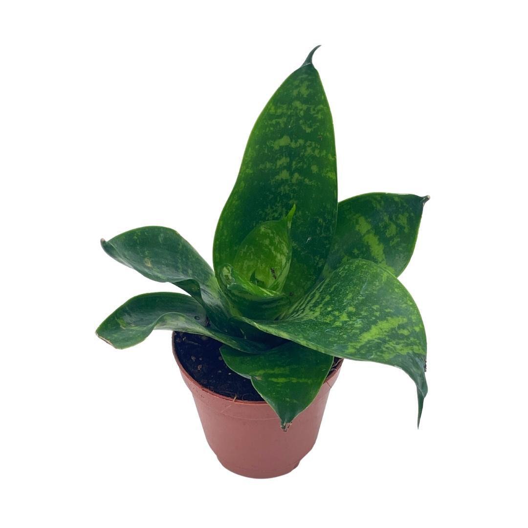 Sansevieria Trifasciata 27black Moon 27 20 8614f1a1 7f24 445e 8b70 D84c61ff6ab2 from www redcrocus com