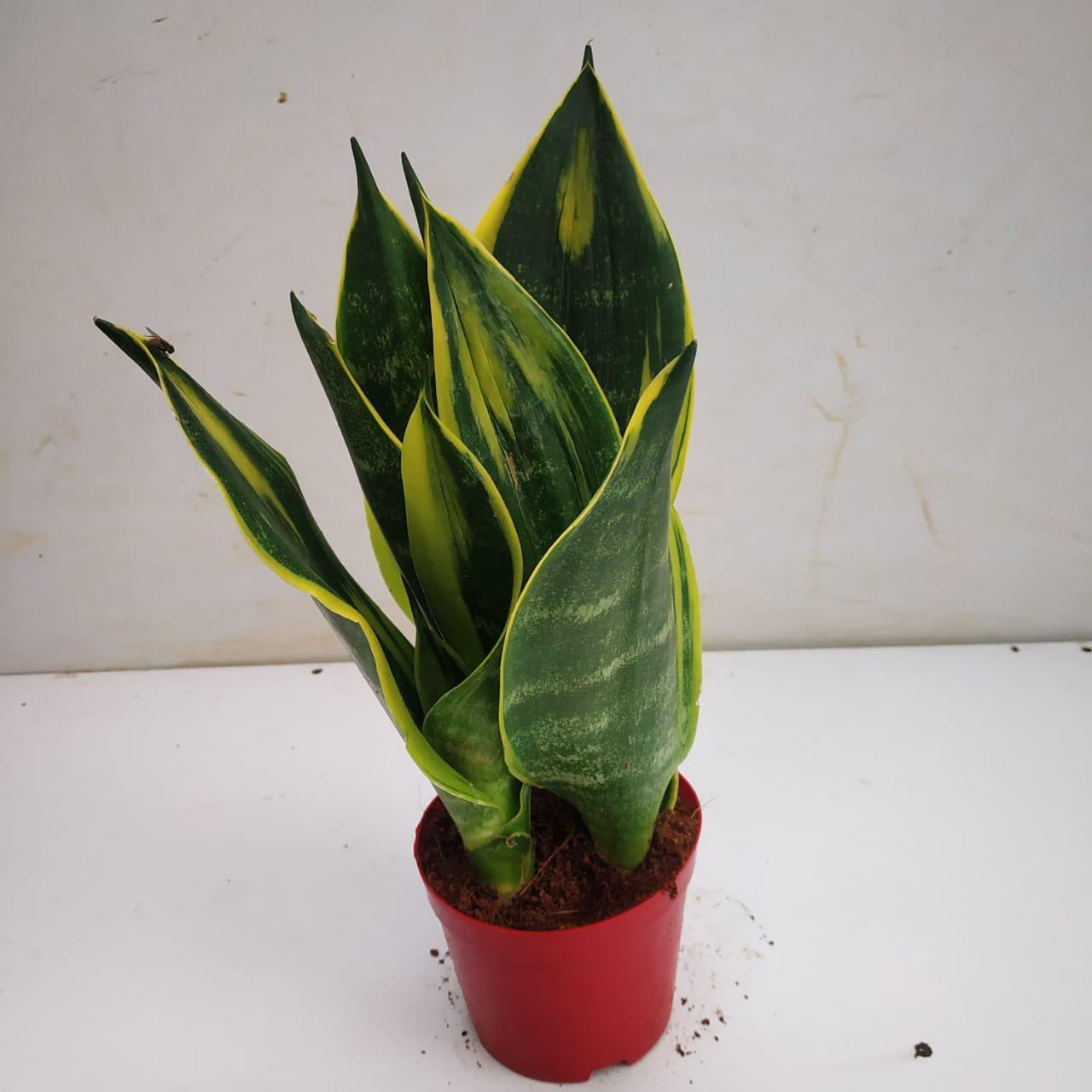 Sansevieria Trifasciata 27black Moon 27 21 Eccd2cde 268b 4676 A75e 9414b9c11969 from www redcrocus com