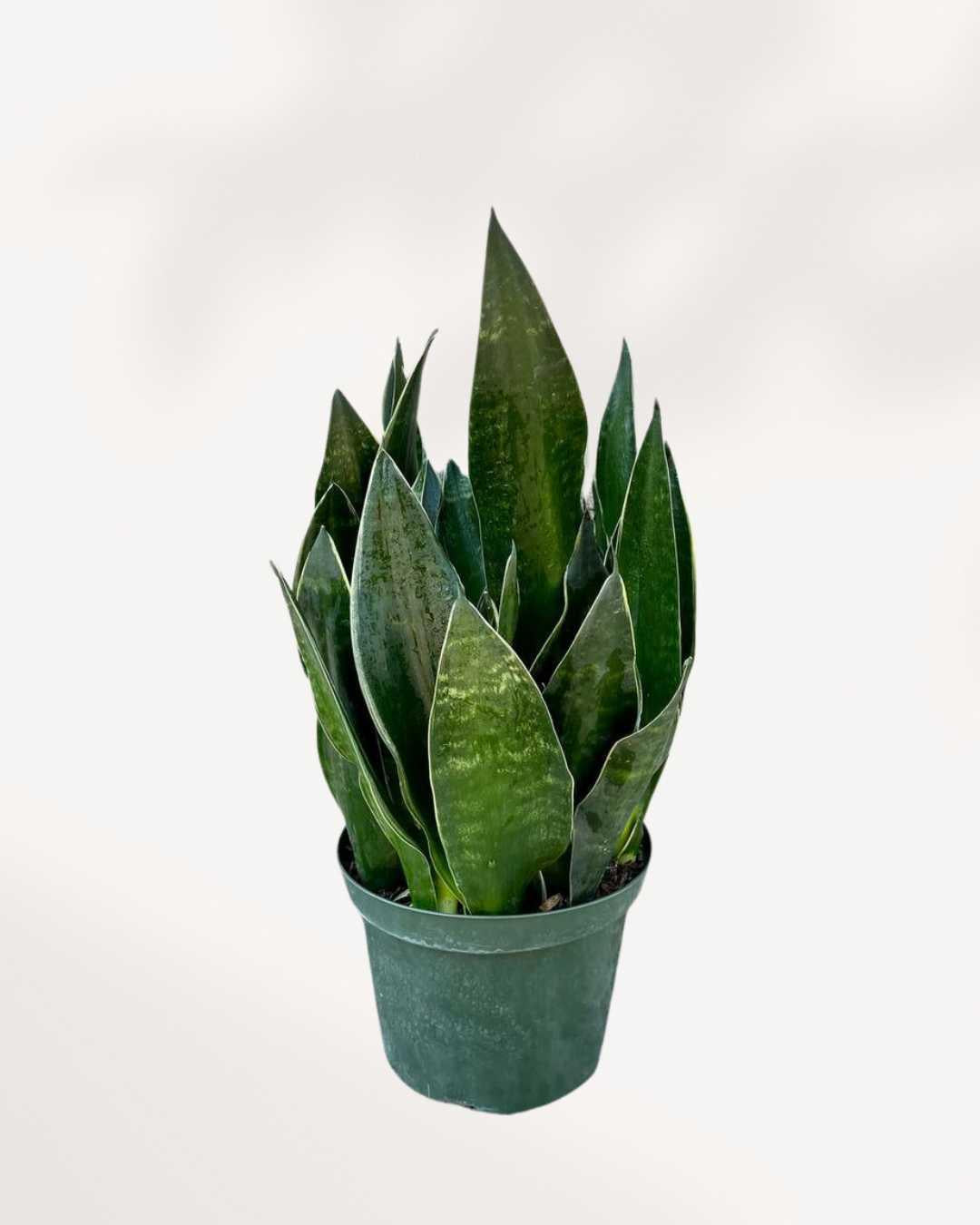 Sansevieria Trifasciata 27black Moon 27 22 5dc7f301 Aeee 4a56 806d Ae7fb010c05a from www redcrocus com