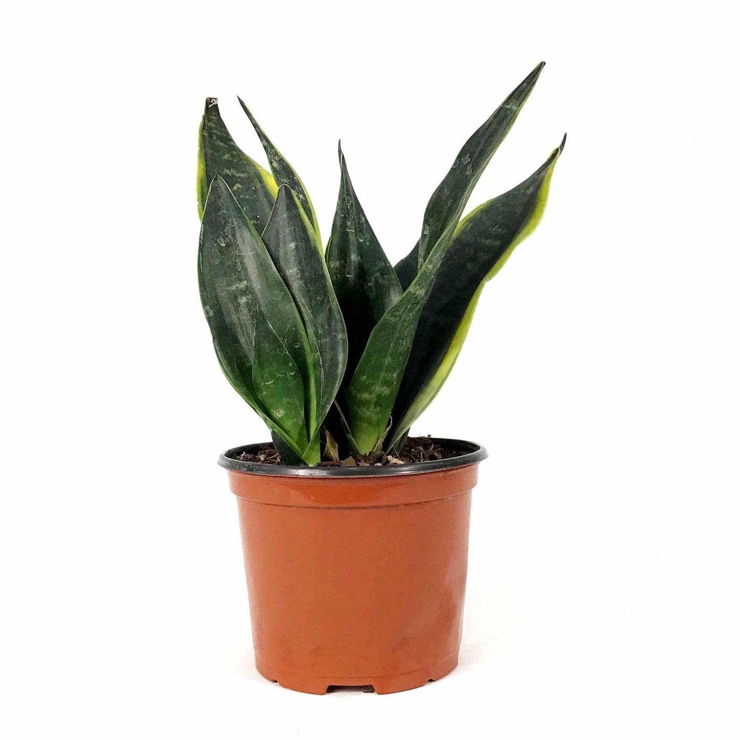 Sansevieria Trifasciata 27black Moon 27 25 68987f82 0592 4d0c B4eb 50018b6ff938 from www redcrocus com