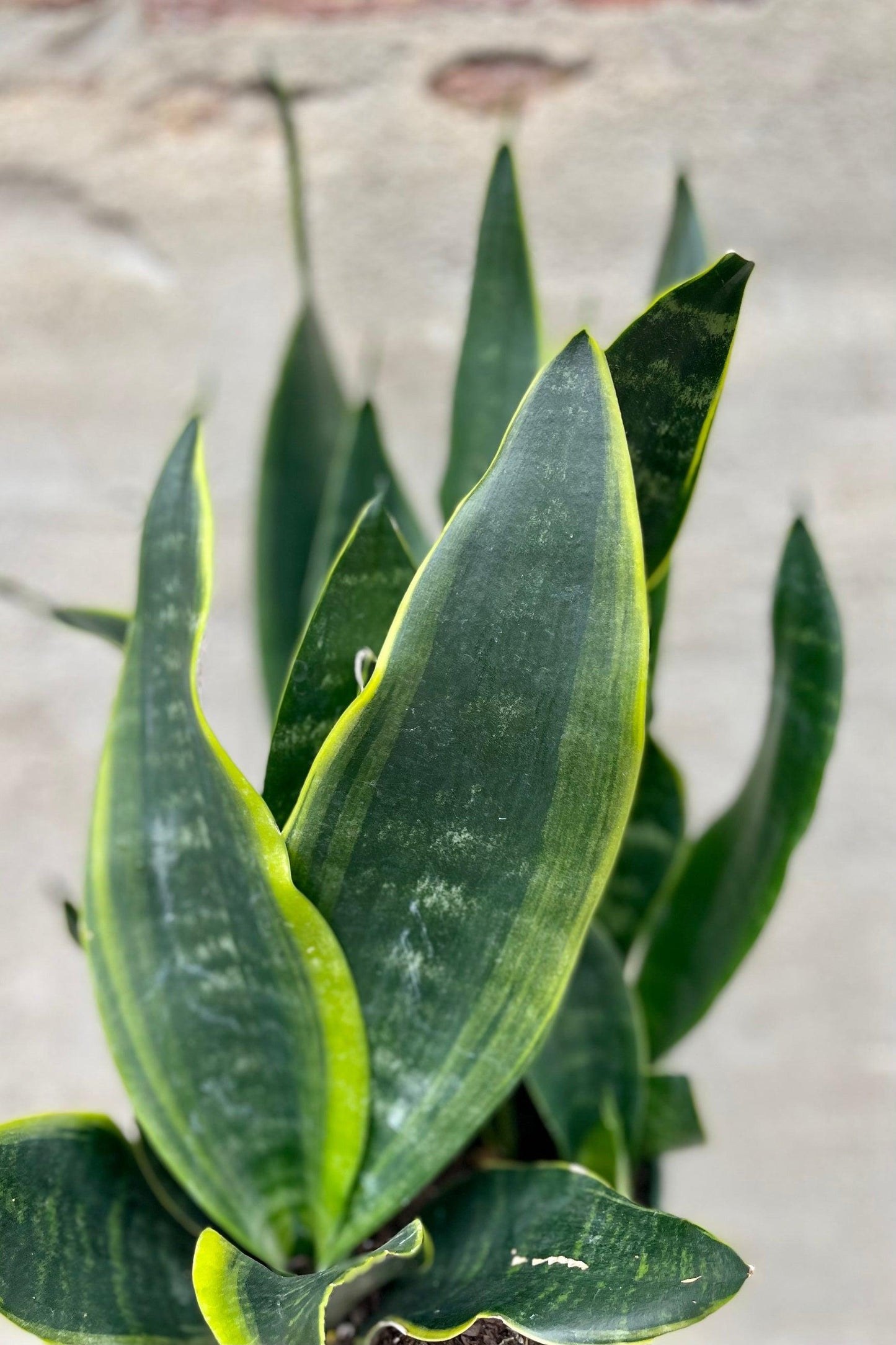 Sansevieria Trifasciata 27black Moon 27 2 83eab787 4e6e 46d0 A600 F18df68373f4 from www redcrocus com