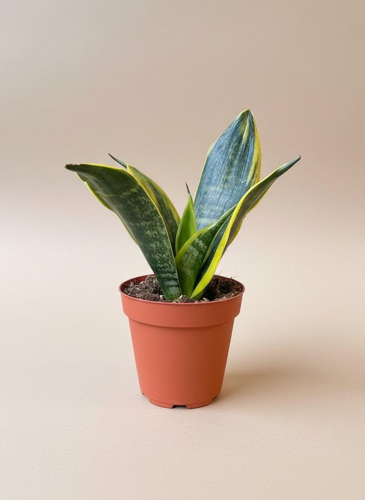 Sansevieria Trifasciata 27black Moon 27 31 01d07a94 Ef3f 48e0 9959 59371f4e0e5e from www redcrocus com