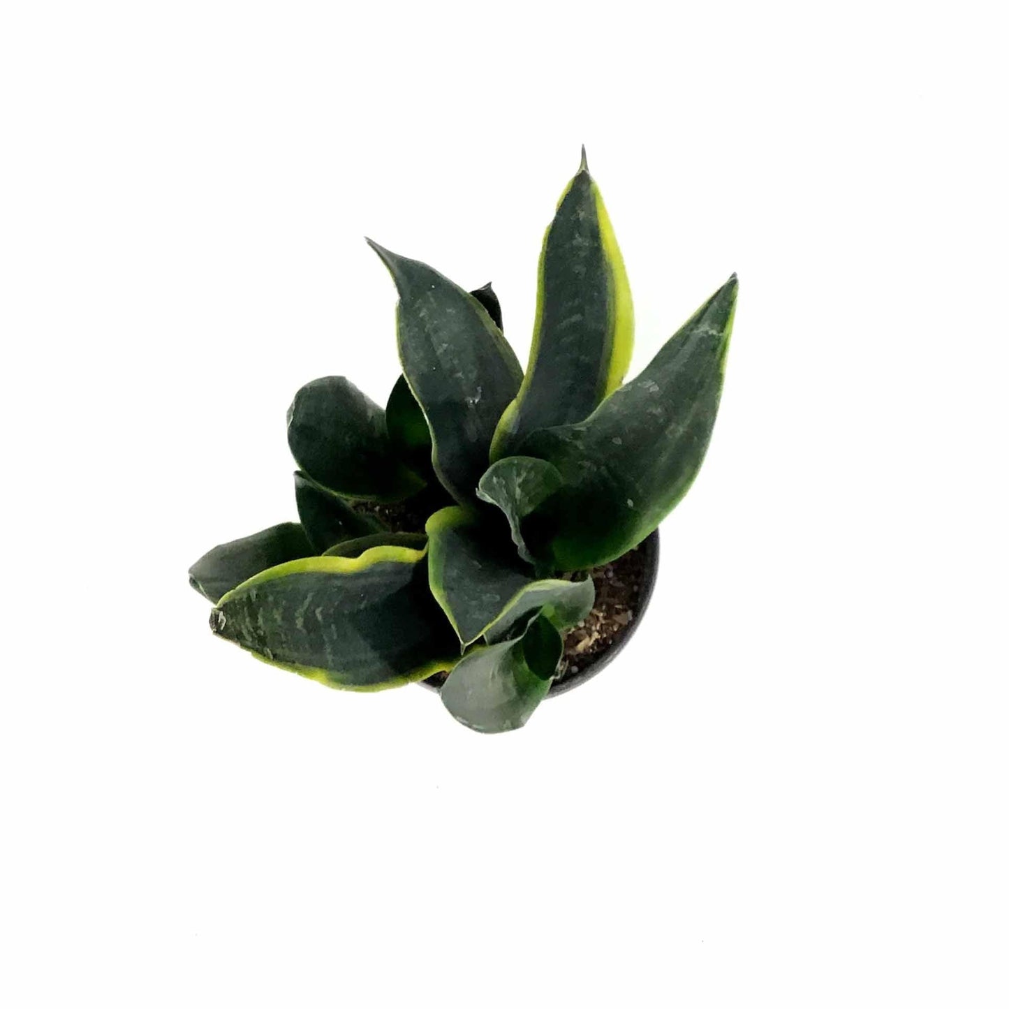 Sansevieria Trifasciata 27black Moon 27 32 1b243714 C043 40f8 Aaaf 9a39a8eacf19 from www redcrocus com