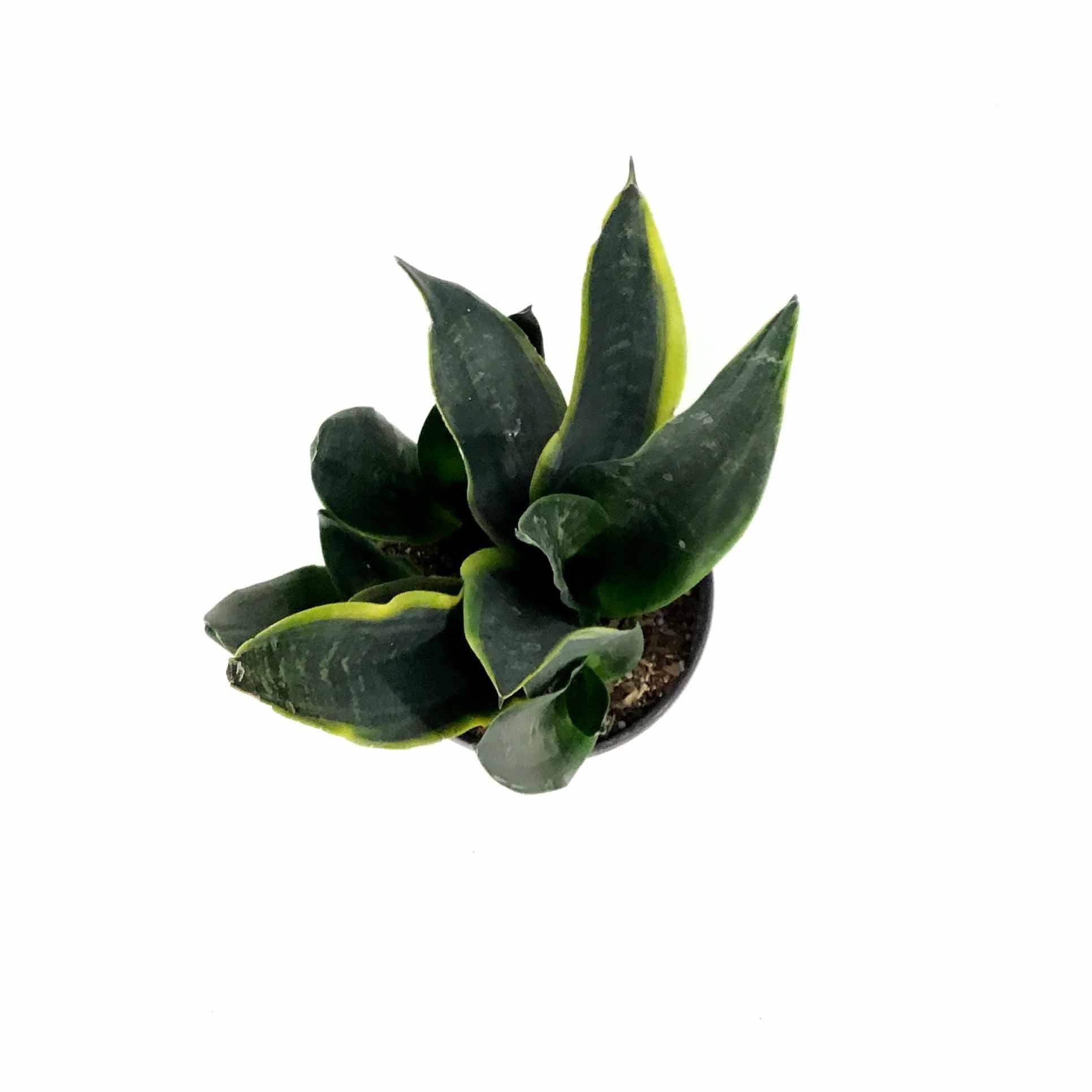 Sansevieria Trifasciata 27black Moon 27 32 1b243714 C043 40f8 Aaaf 9a39a8eacf19 from www redcrocus com