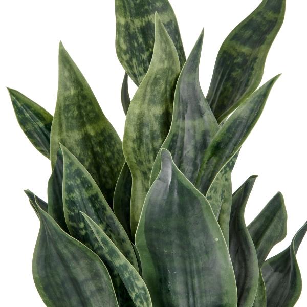Sansevieria Trifasciata 27black Moon 27 33 6613e255 F07f 4ef5 8f03 Ce40676988c6 from www redcrocus com