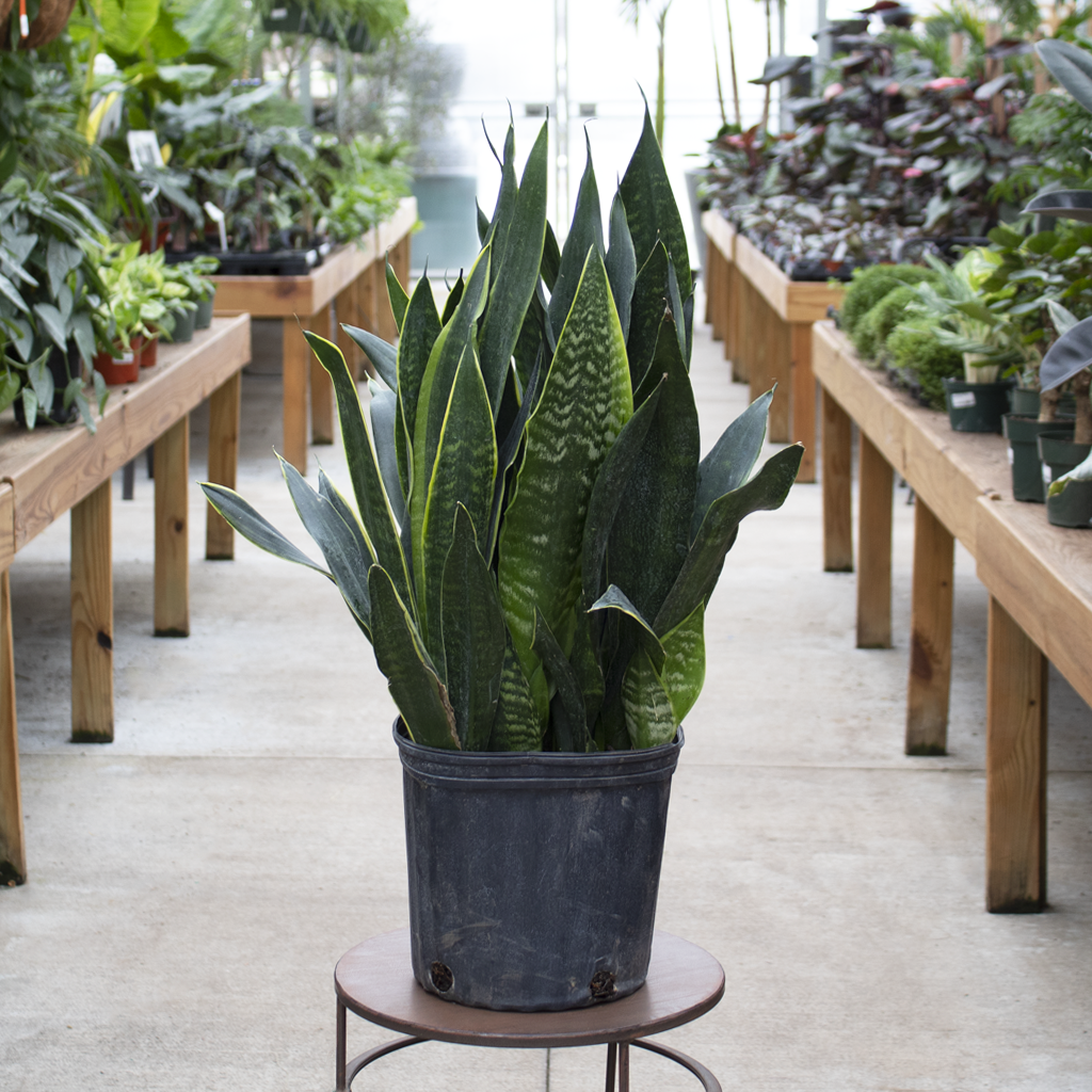 Sansevieria Trifasciata 27black Moon 27 3 Cdb75814 3e47 4401 8bf7 7ae95f81701e from www redcrocus com