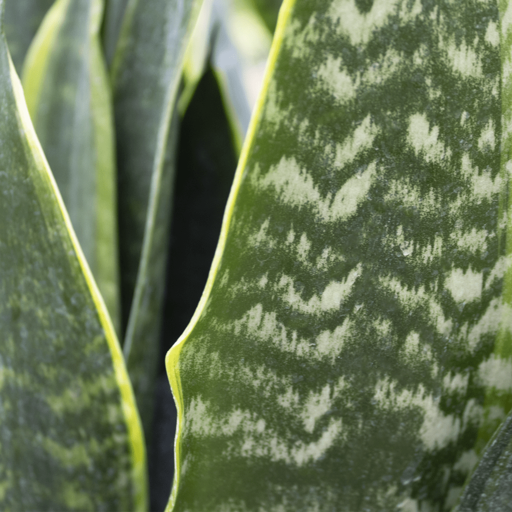 Sansevieria Trifasciata 27black Moon 27 5 Cf4c50a2 9d4f 4dd0 Bc09 42c86cb385db from www redcrocus com