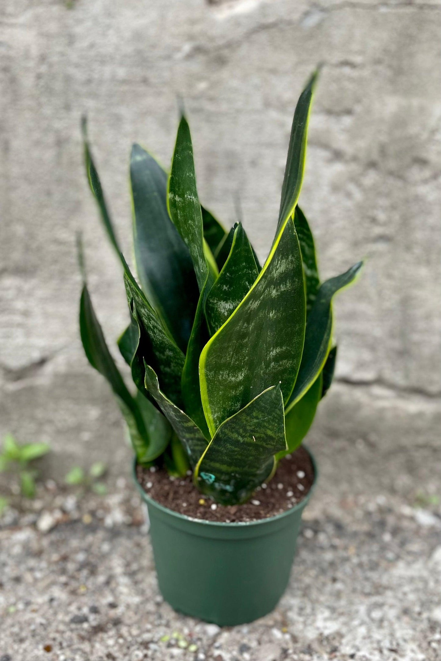 Sansevieria Trifasciata 27black Moon 27 7 F2d60af9 7f6d 4b23 Aaa5 880c079d0507 from www redcrocus com
