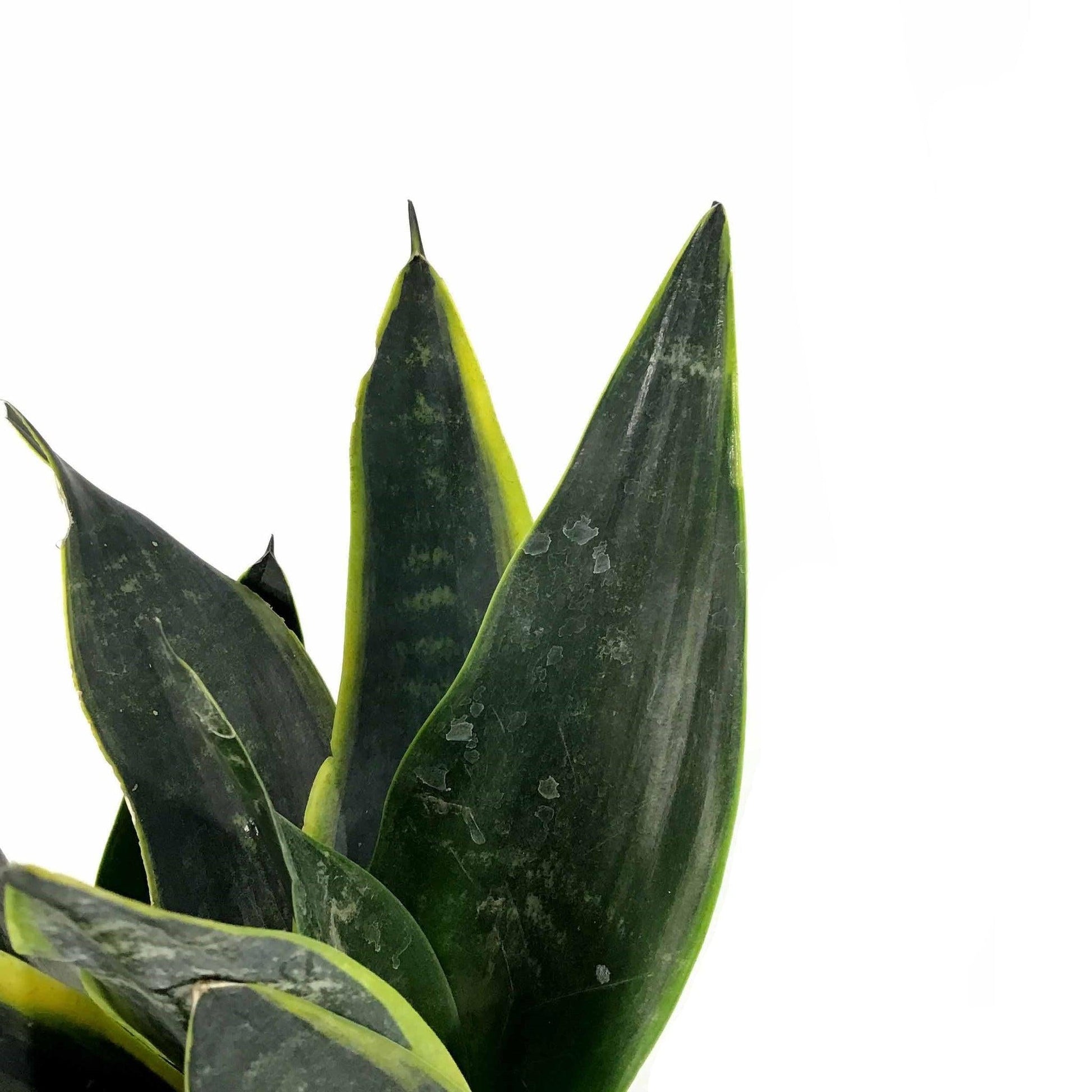 Sansevieria Trifasciata 27black Moon 27 9 Ec60a1f1 6e12 499b B264 55c15dad81e8 from www redcrocus com