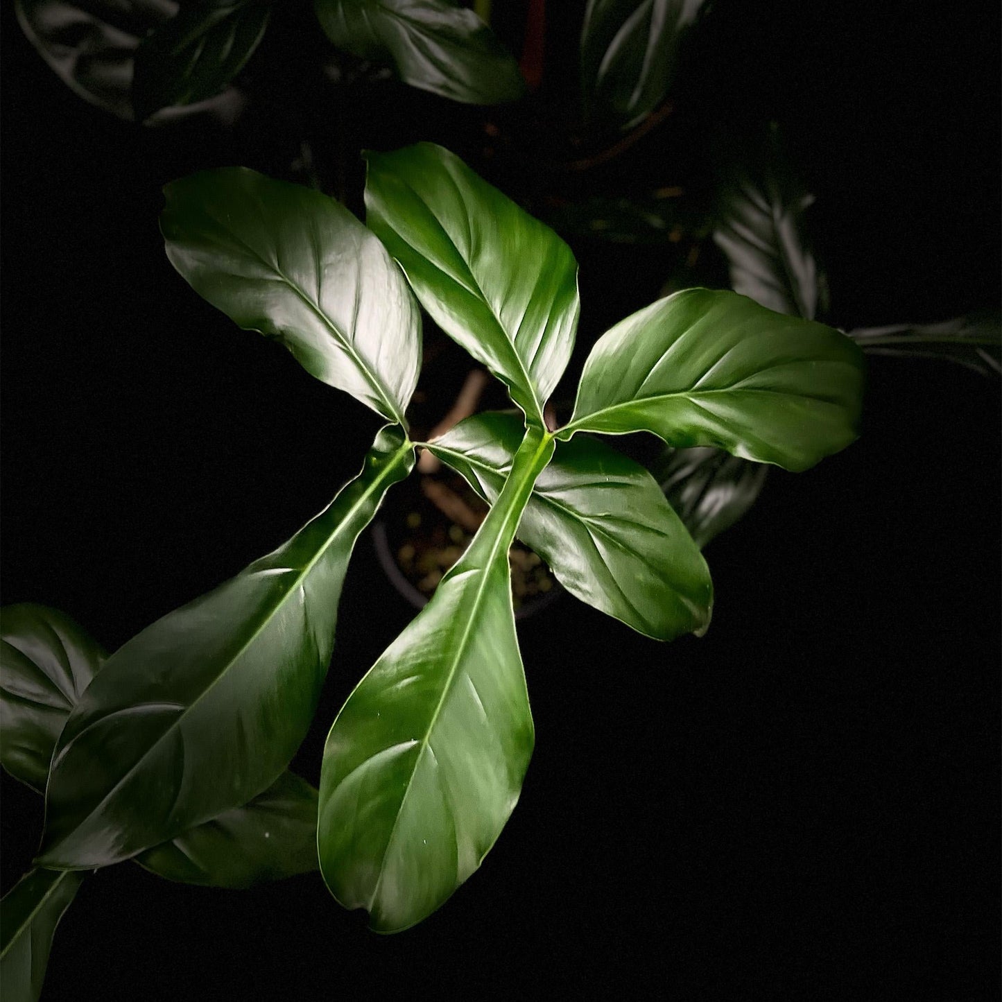 Philodendron 'bette Waterbury' - View 13 from www redcrocus com