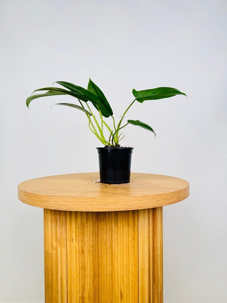 Philodendron 'bette Waterbury' - View 14 from www redcrocus com