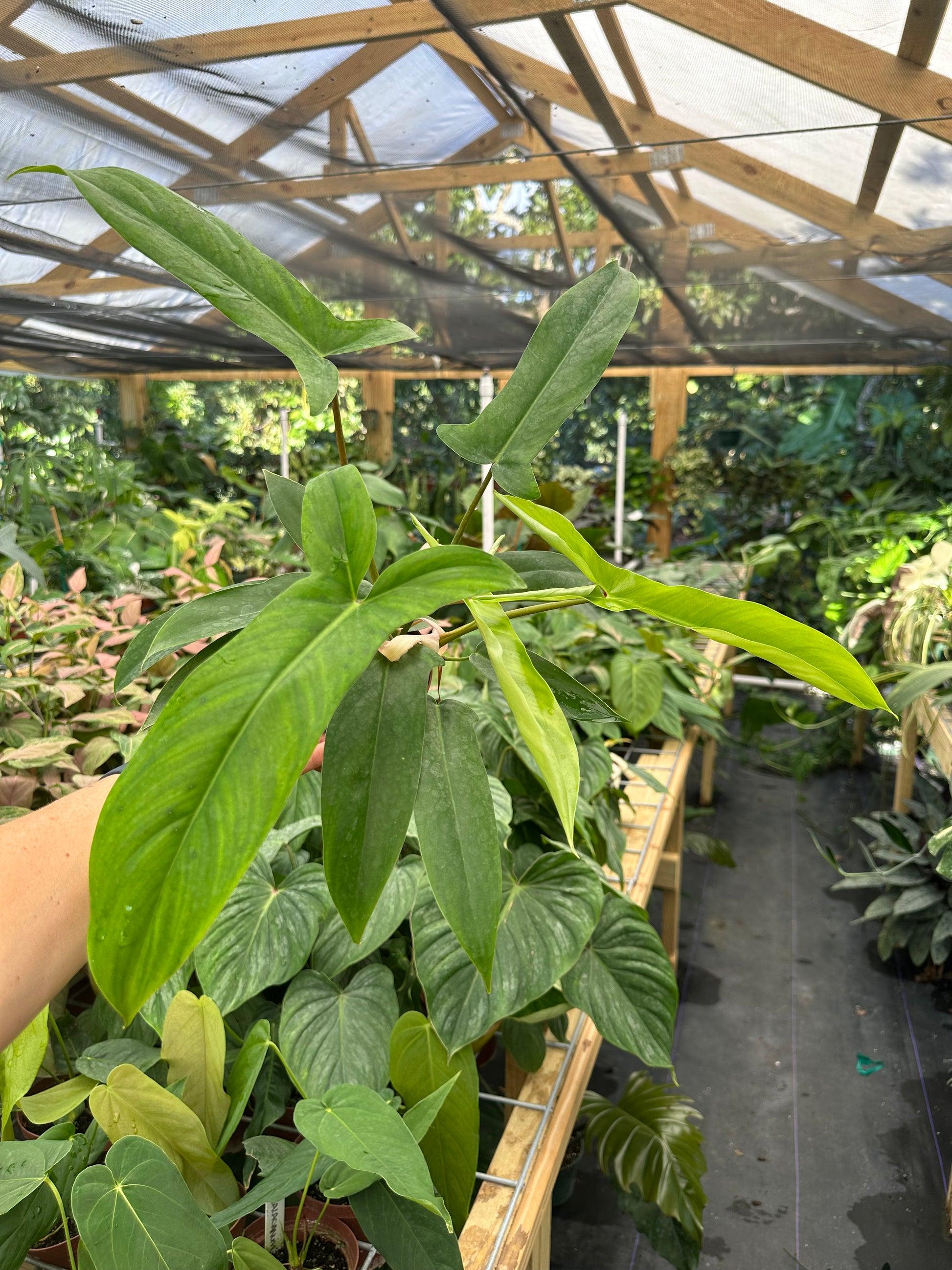 Philodendron 'bette Waterbury' - View 15 from www redcrocus com