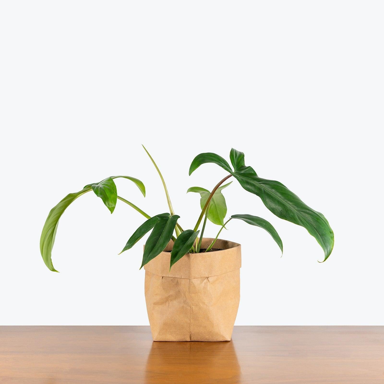 Philodendron 'bette Waterbury' - View 16 from www redcrocus com