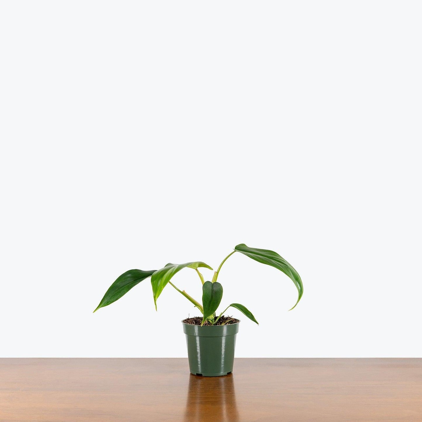 Philodendron 'bette Waterbury' - View 17 from www redcrocus com