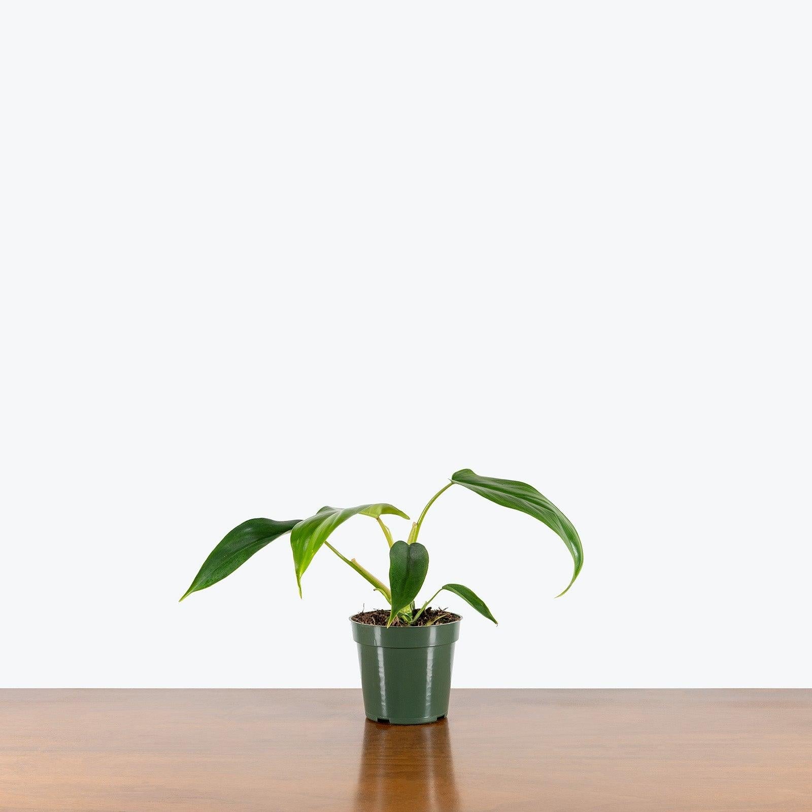 Philodendron 'bette Waterbury' - View 17 from www redcrocus com