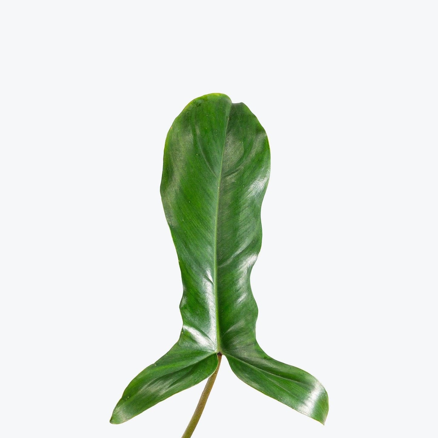 Philodendron 'bette Waterbury' - View 18 from www redcrocus com