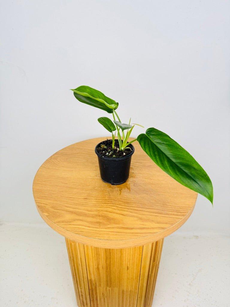 Philodendron 'bette Waterbury' - View 22 from www redcrocus com