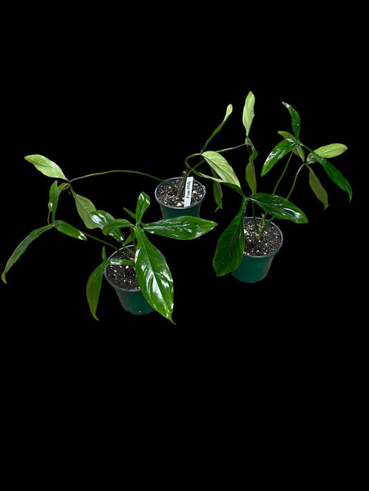 Philodendron 'bette Waterbury' - View 24 from www redcrocus com