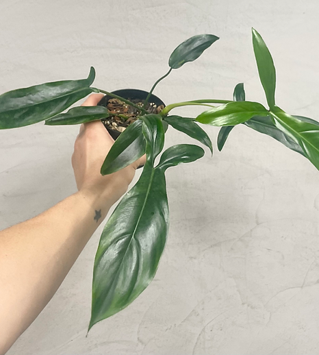 Philodendron 'bette Waterbury' - View 25 from www redcrocus com