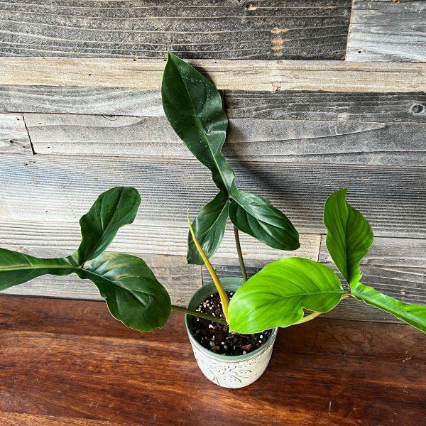 Philodendron 'bette Waterbury' - View 26 from www redcrocus com