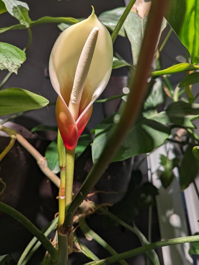 Philodendron 'bette Waterbury' - View 28 from www redcrocus com