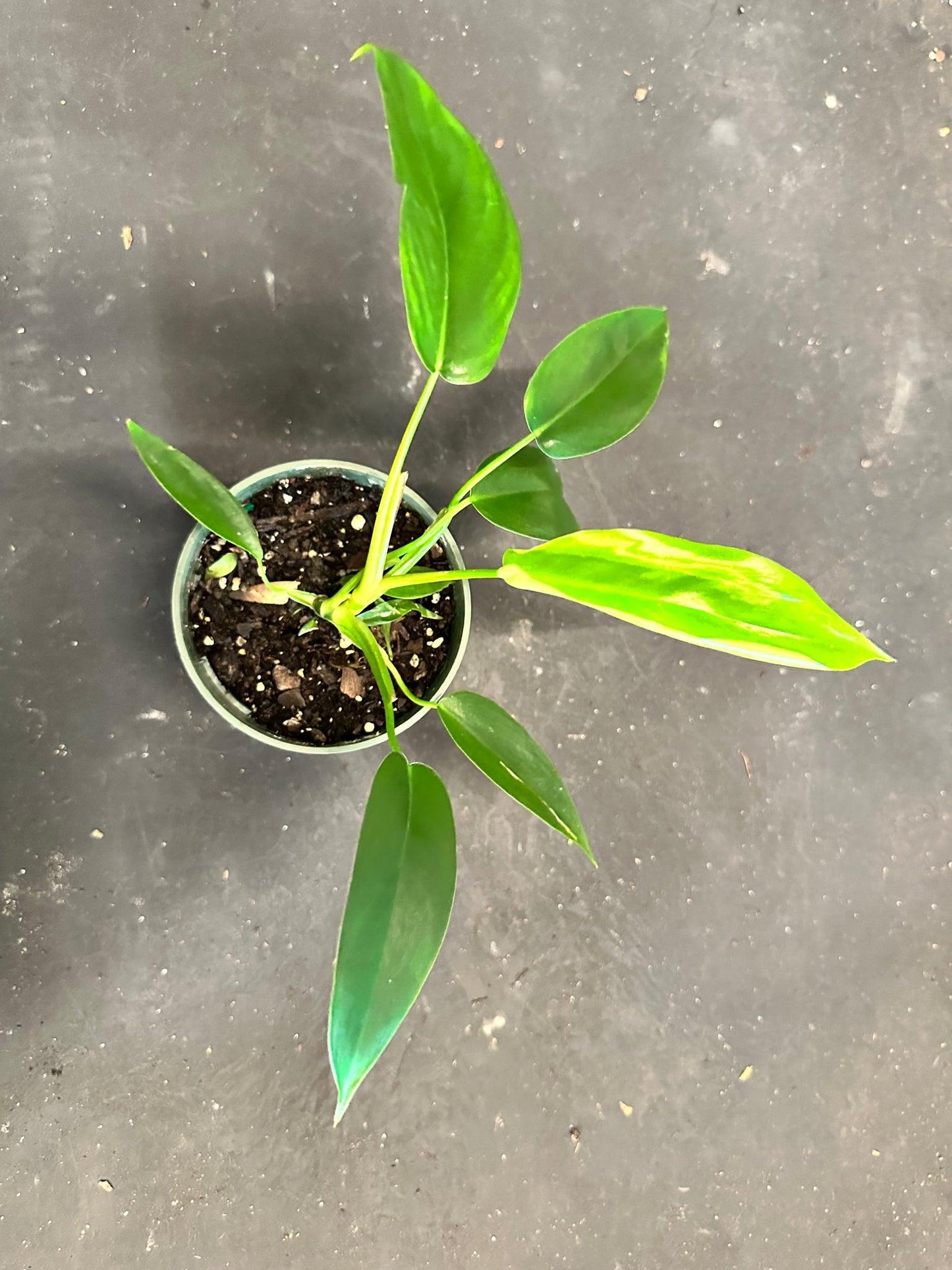 Philodendron 'bette Waterbury' - View 30 from www redcrocus com