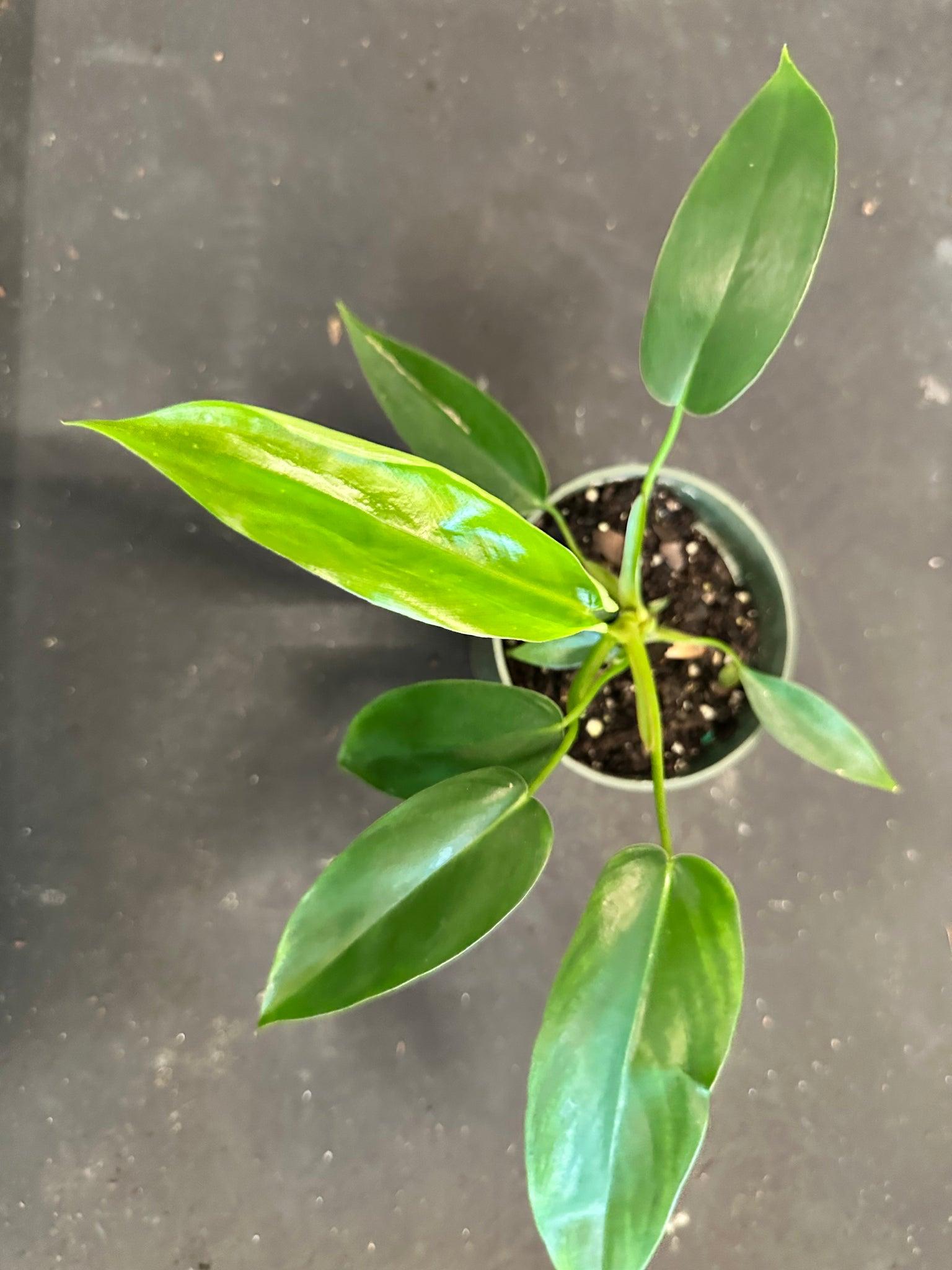 Philodendron 'bette Waterbury' - View 31 from www redcrocus com