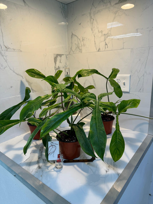 Philodendron 'bette Waterbury' - View 32 from www redcrocus com