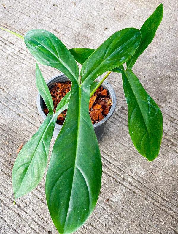 Philodendron 'bette Waterbury' - View 34 from www redcrocus com