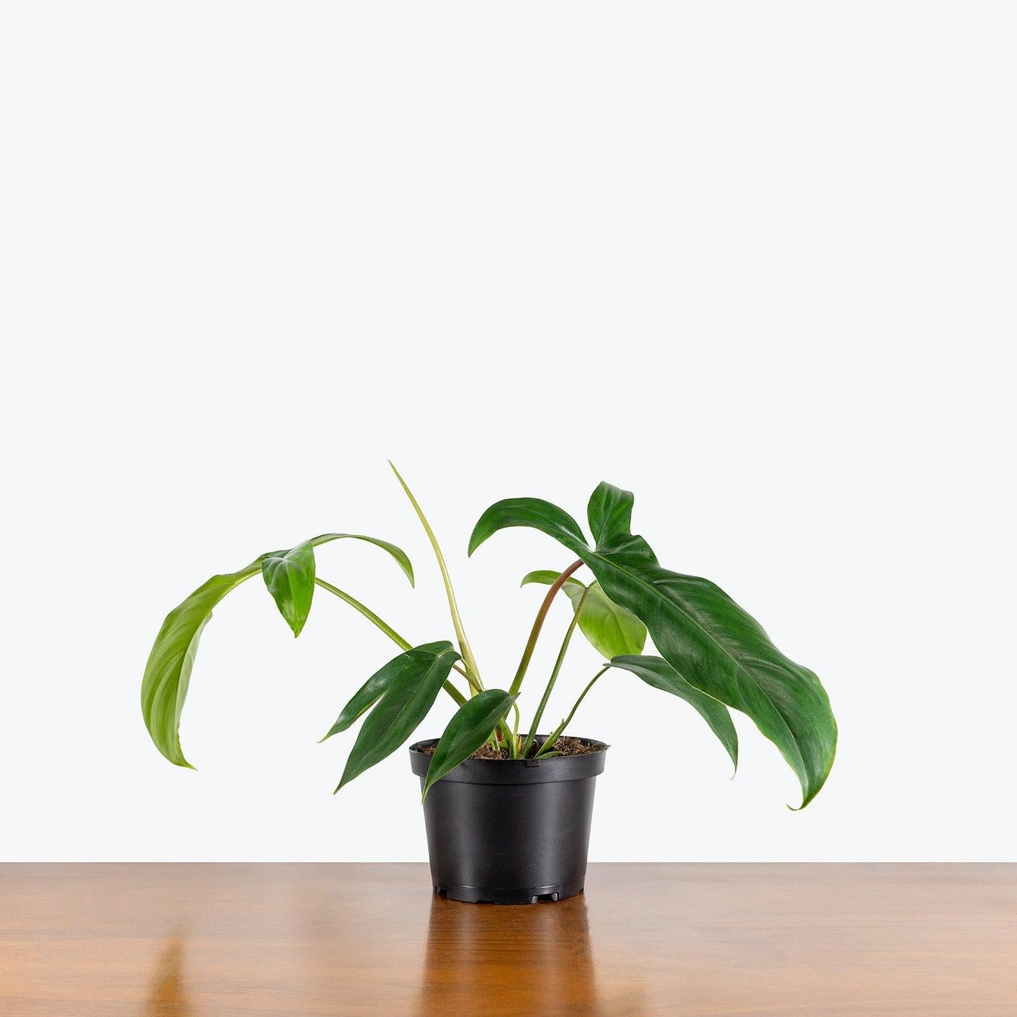 Philodendron 'bette Waterbury' - View 8 from www redcrocus com