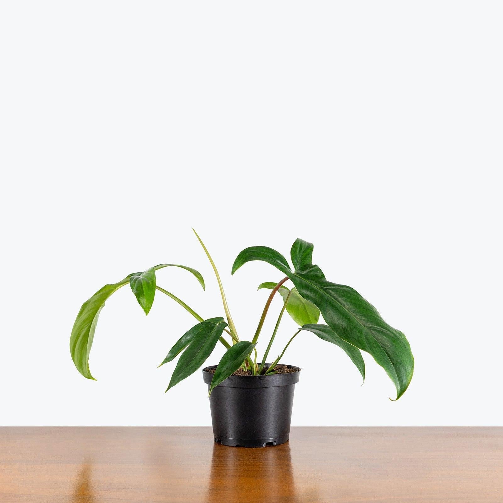Philodendron 'bette Waterbury' - View 8 from www redcrocus com