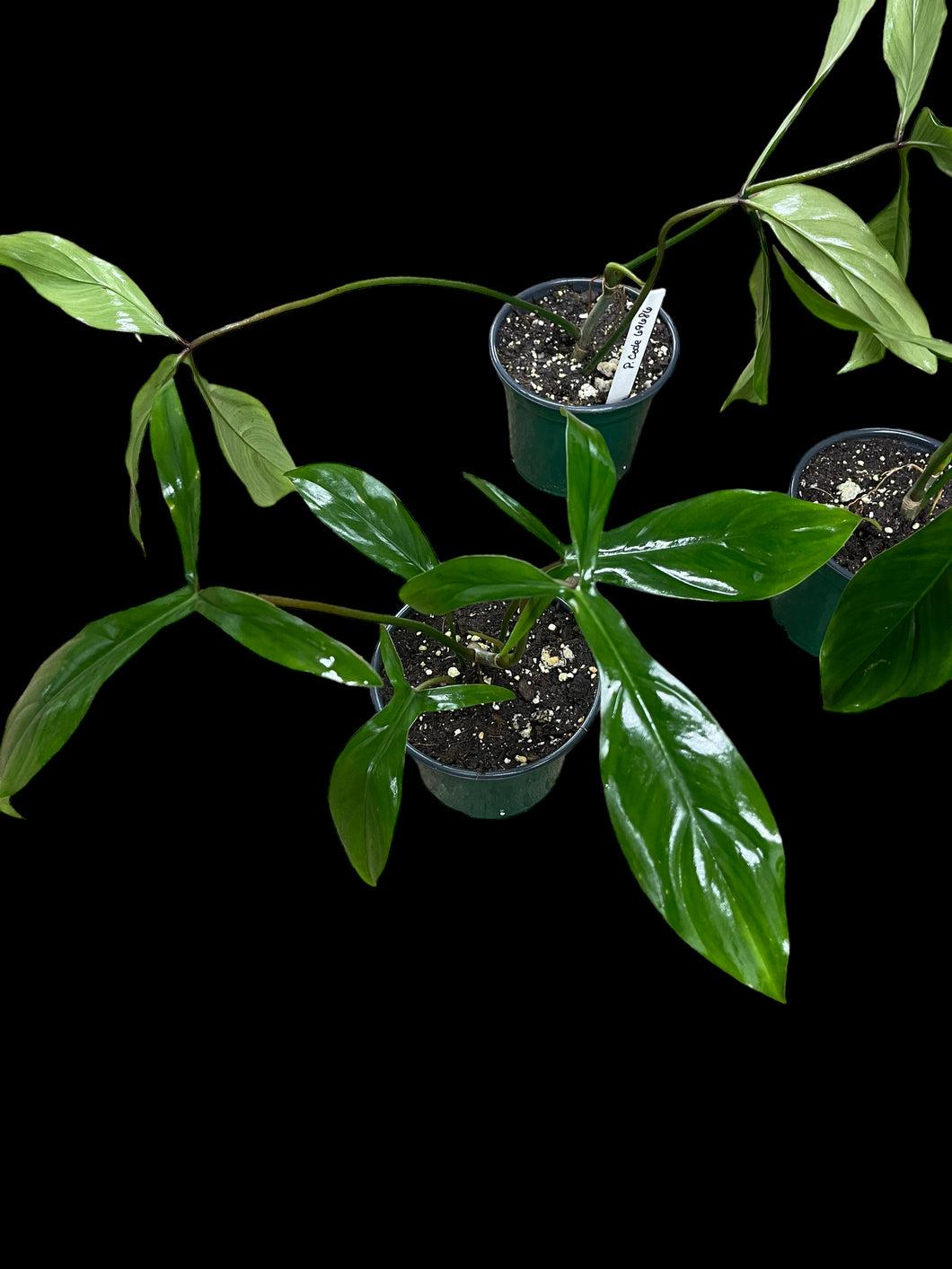 Philodendron 'bette Waterbury' - View 9 from www redcrocus com