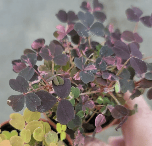 Oxalis, Assorted - View 12 from www redcrocus com