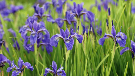 Oxalis, Assorted - View 15 from www redcrocus com